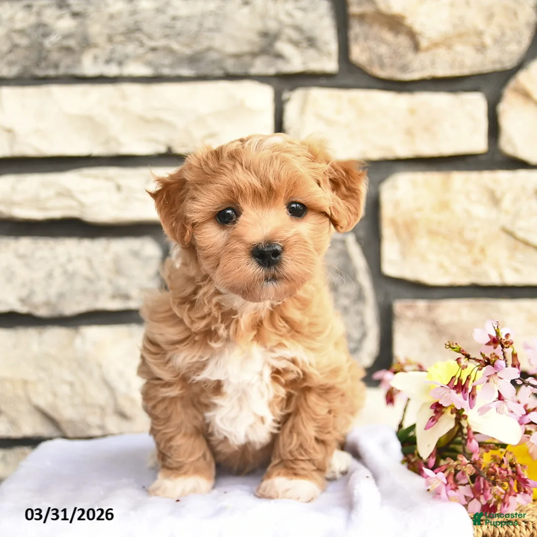 Maltipoo dogs for sale: Buddy  - Ad 2