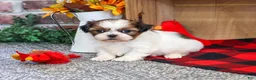 Shih Tzu dogs for sale: Junior - Ad 5