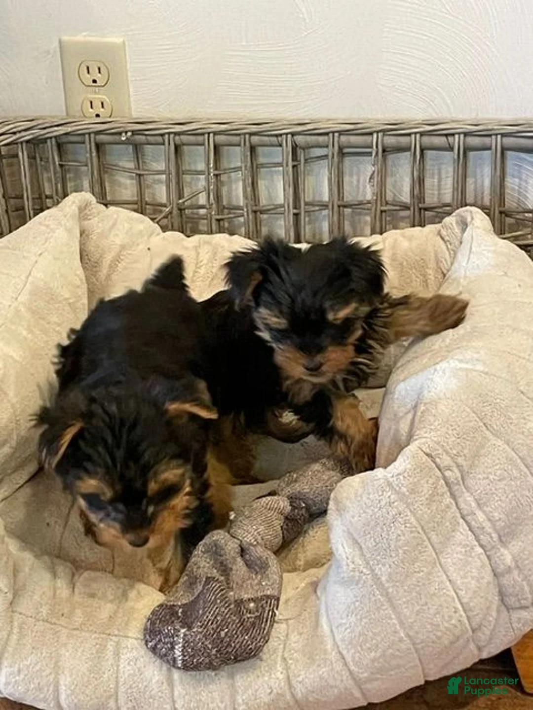 Yorkshire Terrier dogs for sale: Yorkshire Terrier Male Puppies - Ad 2
