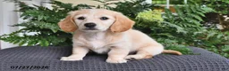 Miniature Dachshund dogs for sale: Blondie - Ad 4