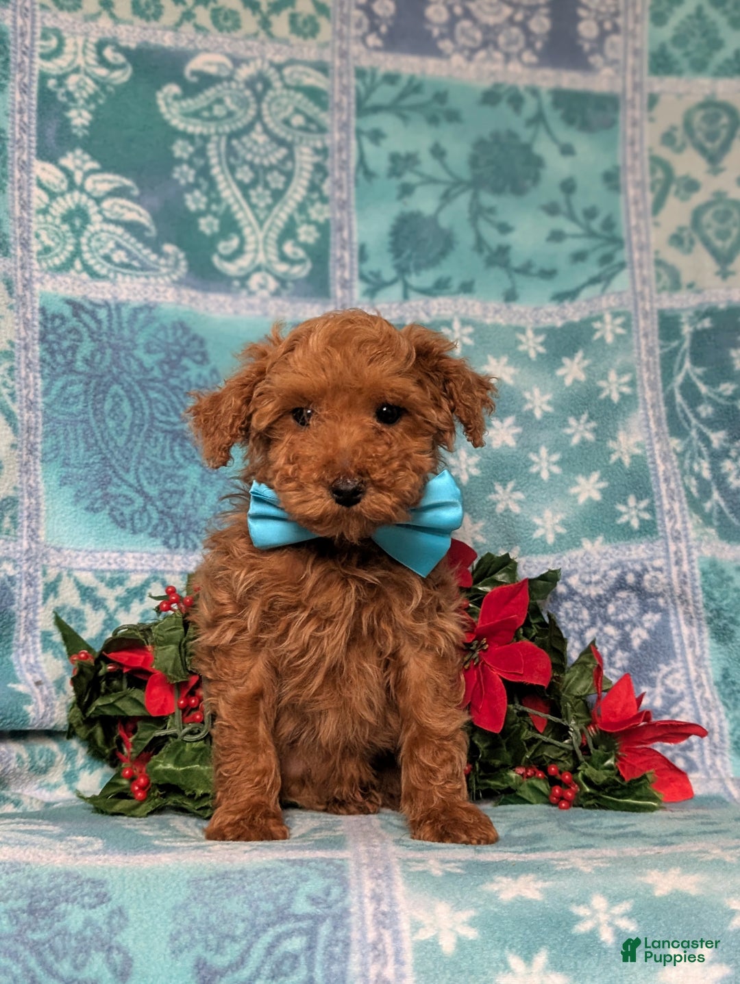 Toy Poodle dogs for sale: Tobie - Ad 2