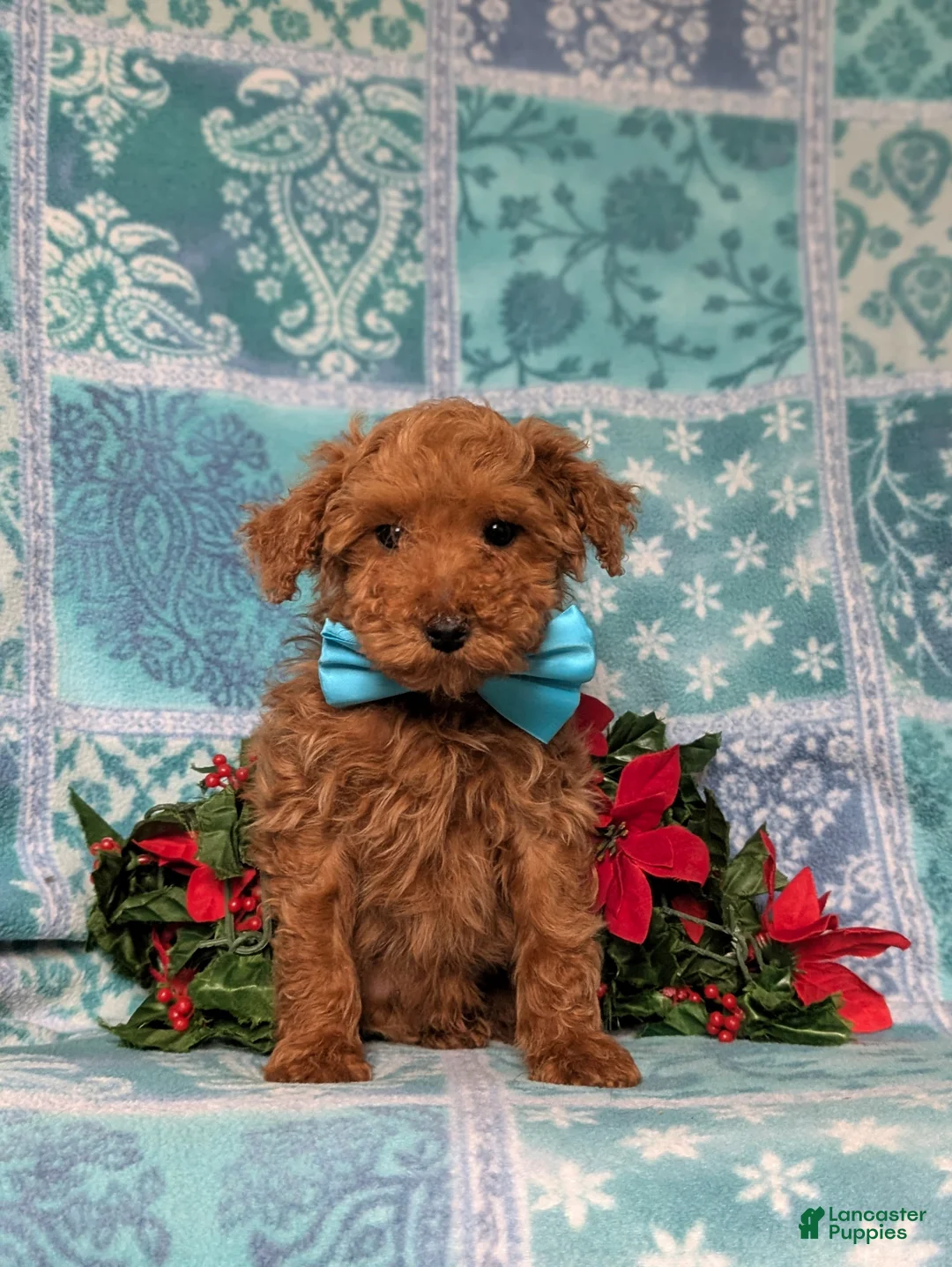 Toy Poodle dogs for sale: Tobie - Ad 2