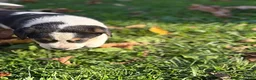 Mixed Breed dogs for sale: Oreo - Ad 4