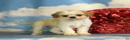 Cavapoo dogs for sale: Ginseng - Ad 1