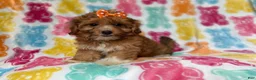 Yorkiepoo dogs for sale: Bree - Ad 3