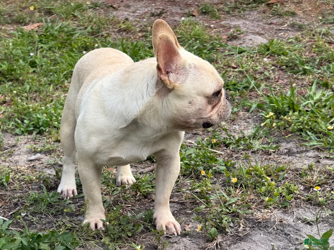 French Bulldog dogs for sale: Gelato  - Ad 2