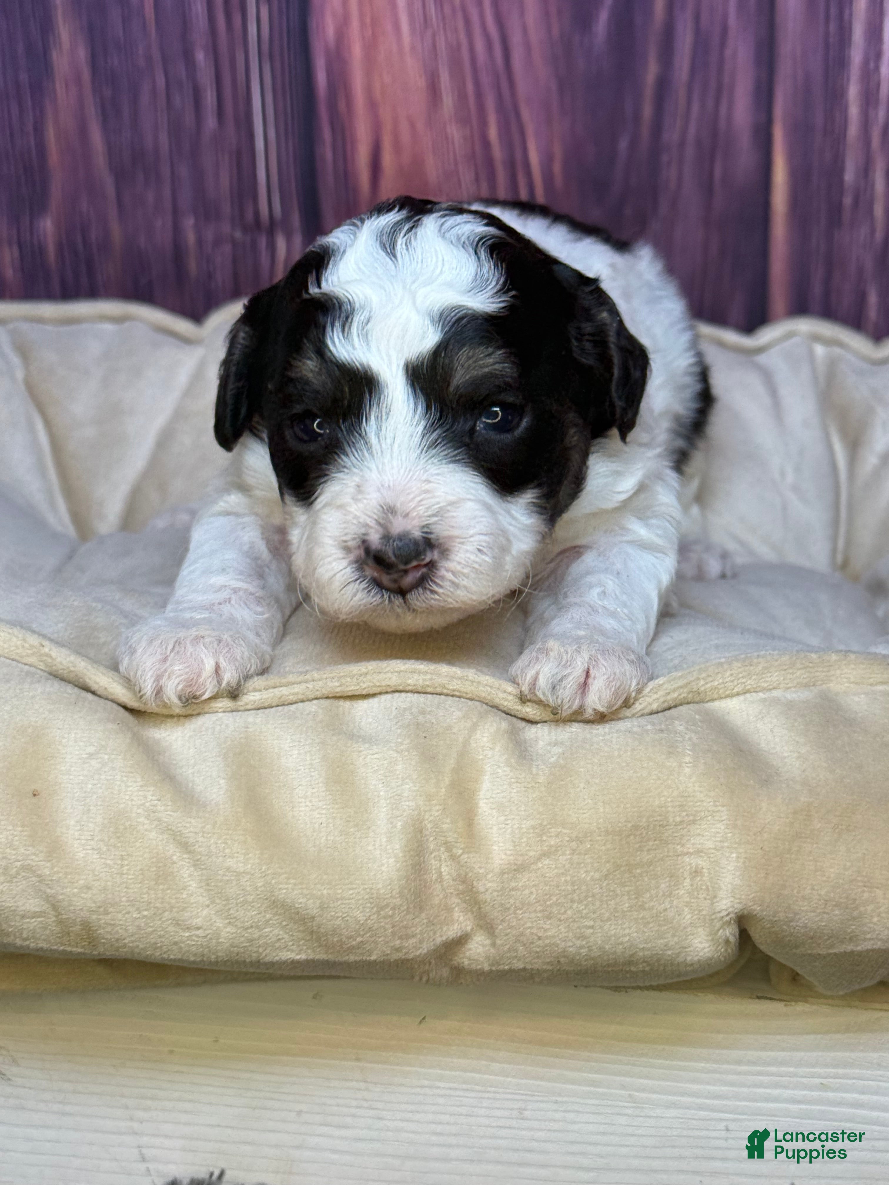 Maltipoo dogs Sassy - Ad 2