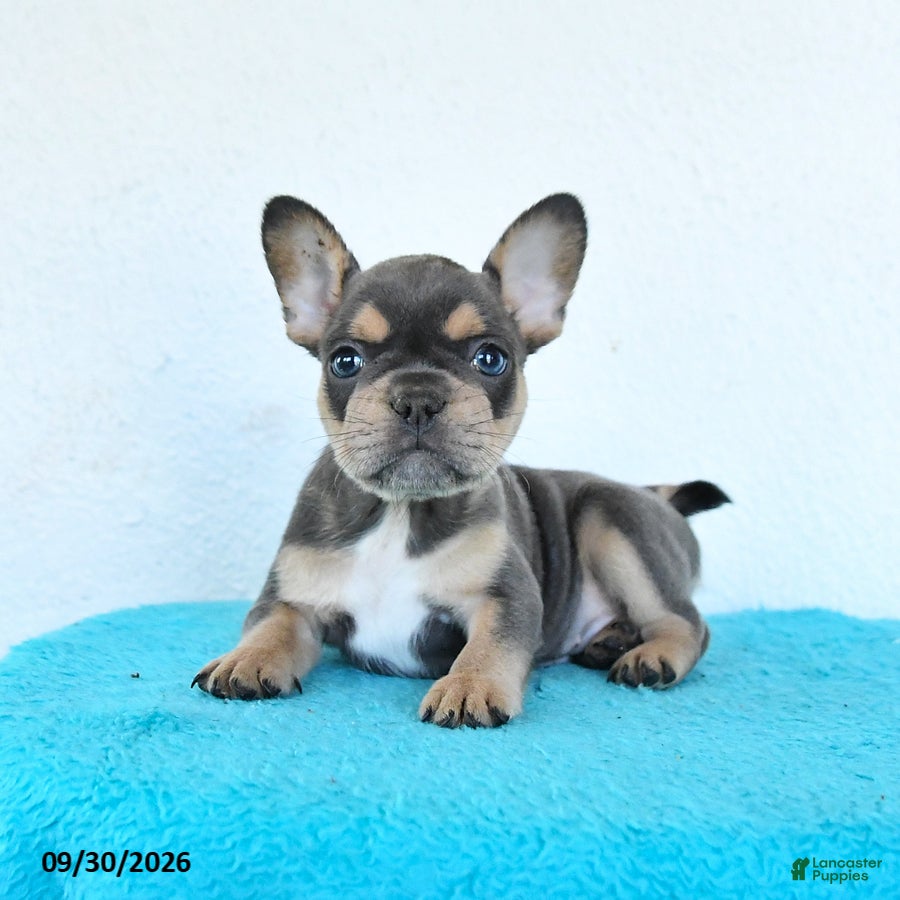 French Bulldog dogs Dozer - Ad 2