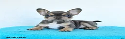 French Bulldog dogs for sale: Dozer - Ad 2