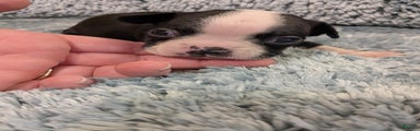 Boston Terrier Puppy 3