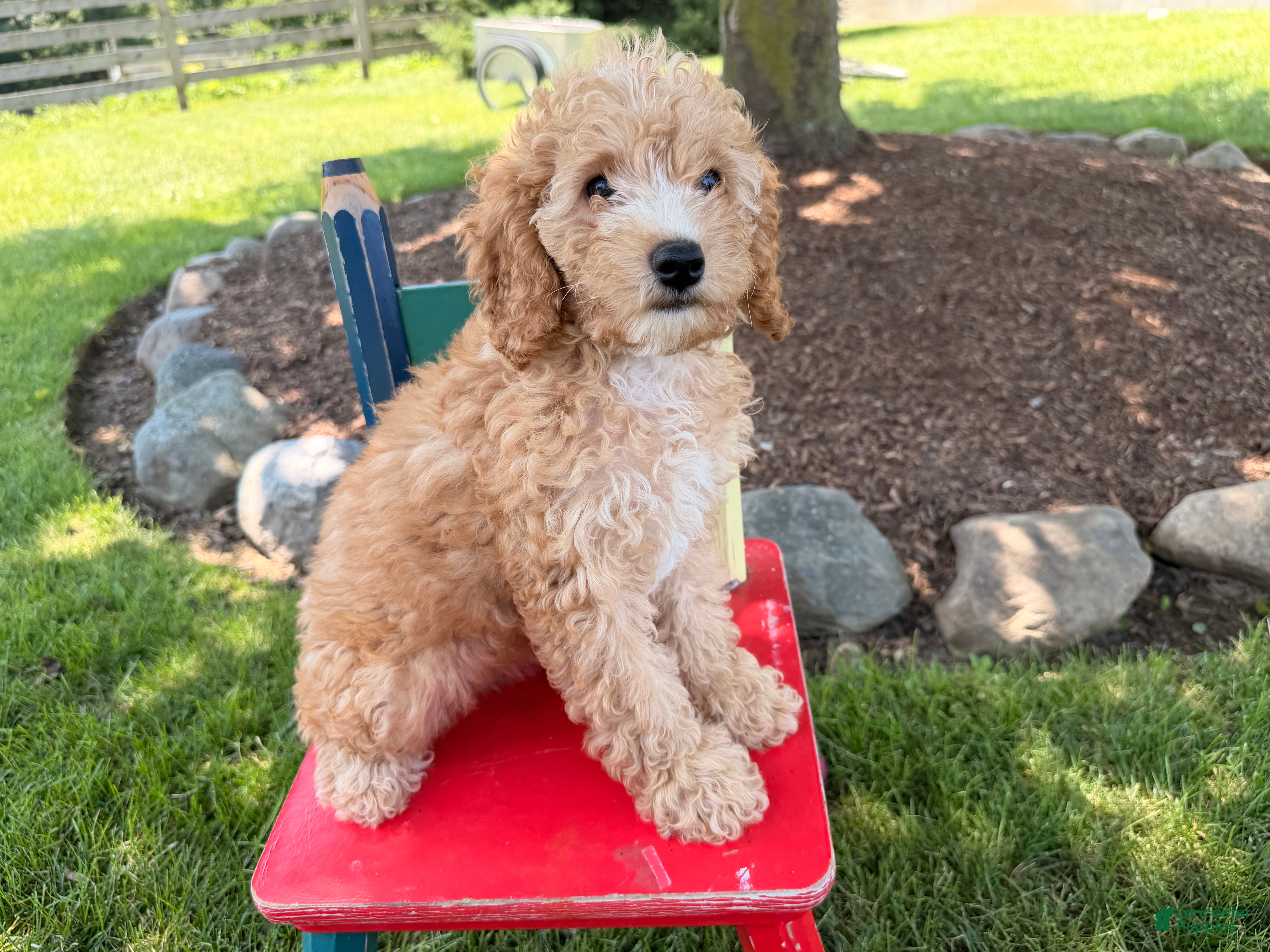 Cockapoo dogs Megan  - Ad 2