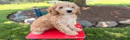 Cockapoo dogs for sale: Megan  - Ad 2