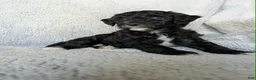 Mixed Breed dogs for sale: Raven  - Ad 4
