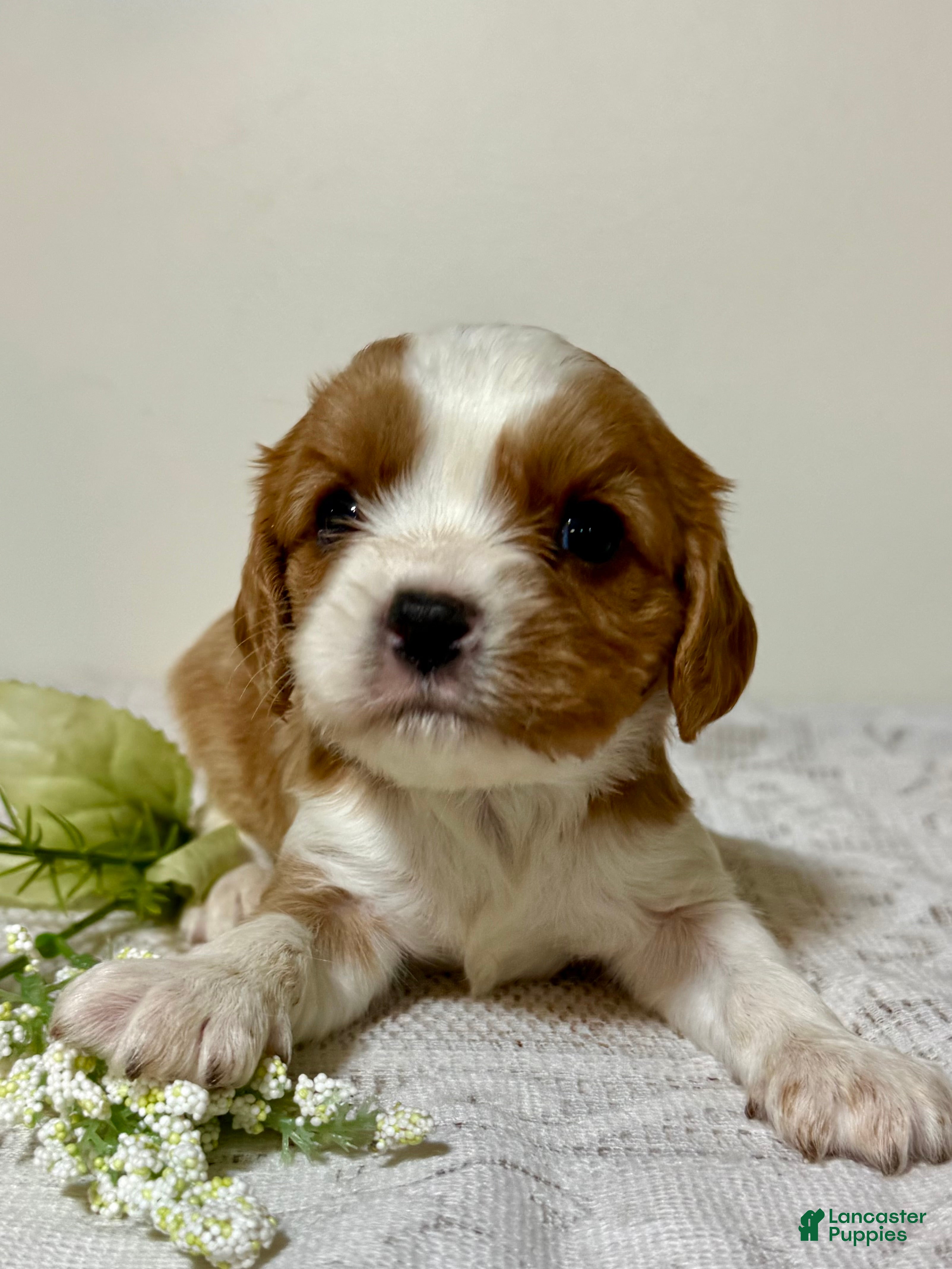 Cavalier King Charles Spaniel dogs Trooper Cavalier King Charles Spaniel  - Ad 1