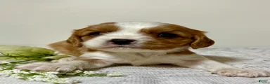 Trooper Cavalier King Charles Spaniel 