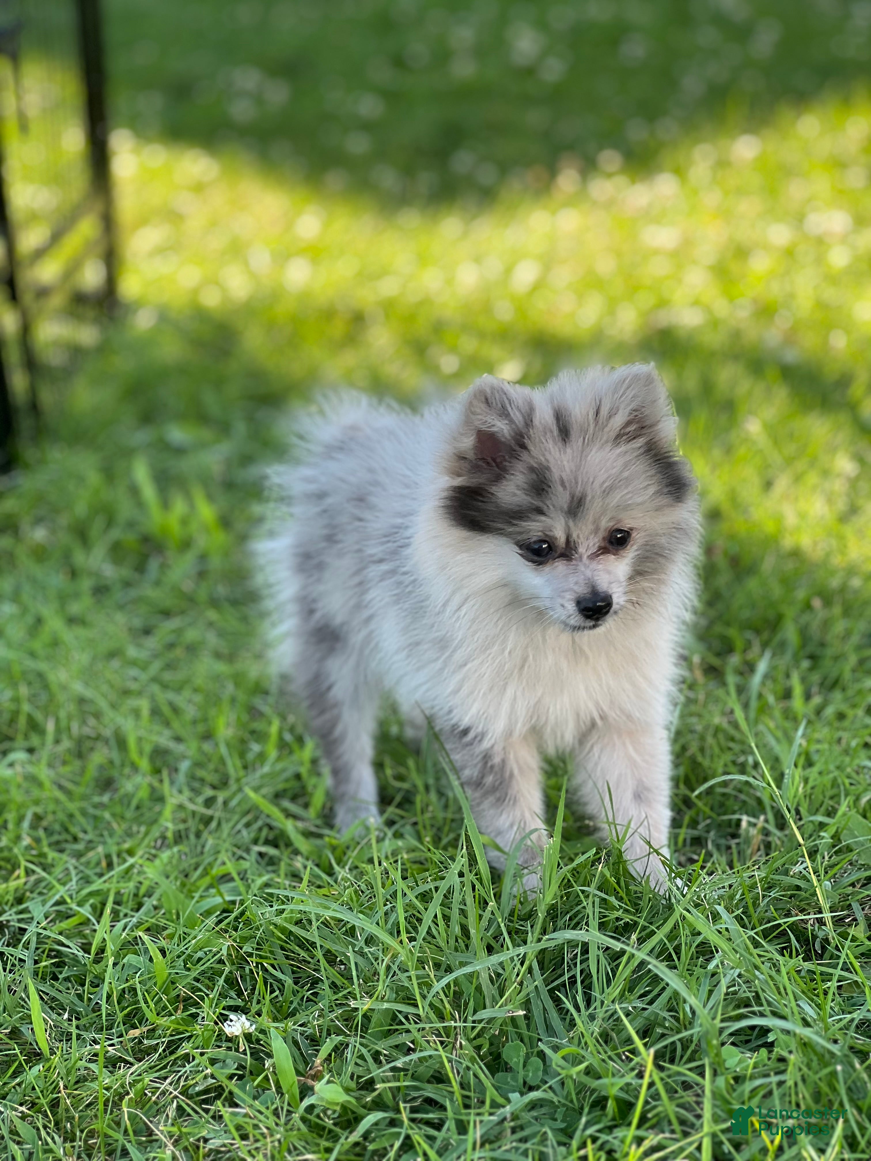 Pomeranian dogs for sale: Bluey - Ad 3