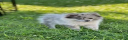Pomeranian dogs for sale: Bluey - Ad 1