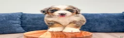 Mini Bernedoodle dogs for sale: Hank - Ad 1