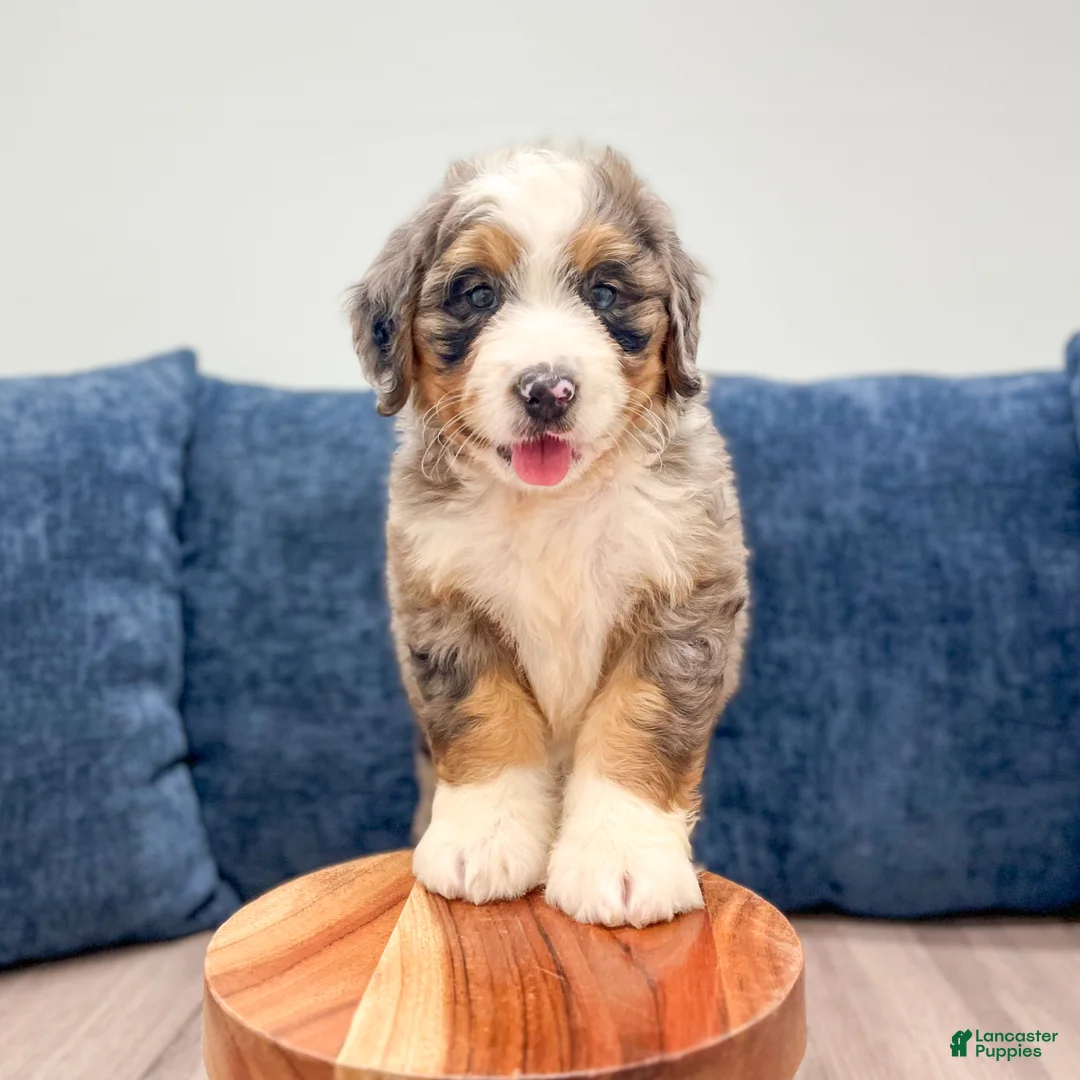 Mini Bernedoodle dogs for sale: Hank - Ad 1