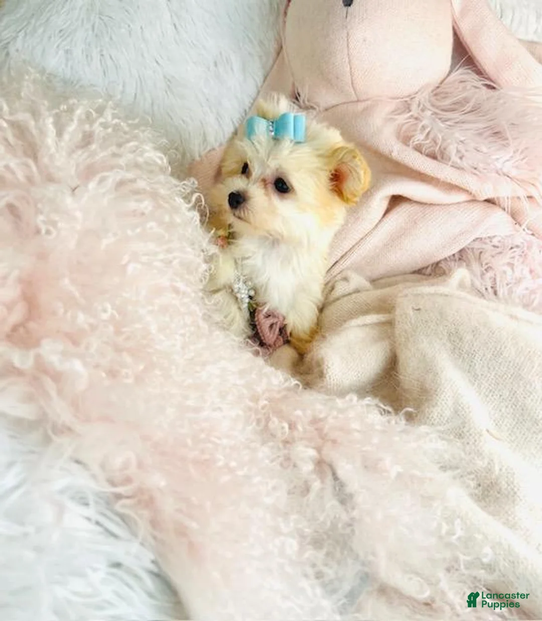 Maltipoo dogs for sale: Maltipoo Puppy 1 - Ad 2