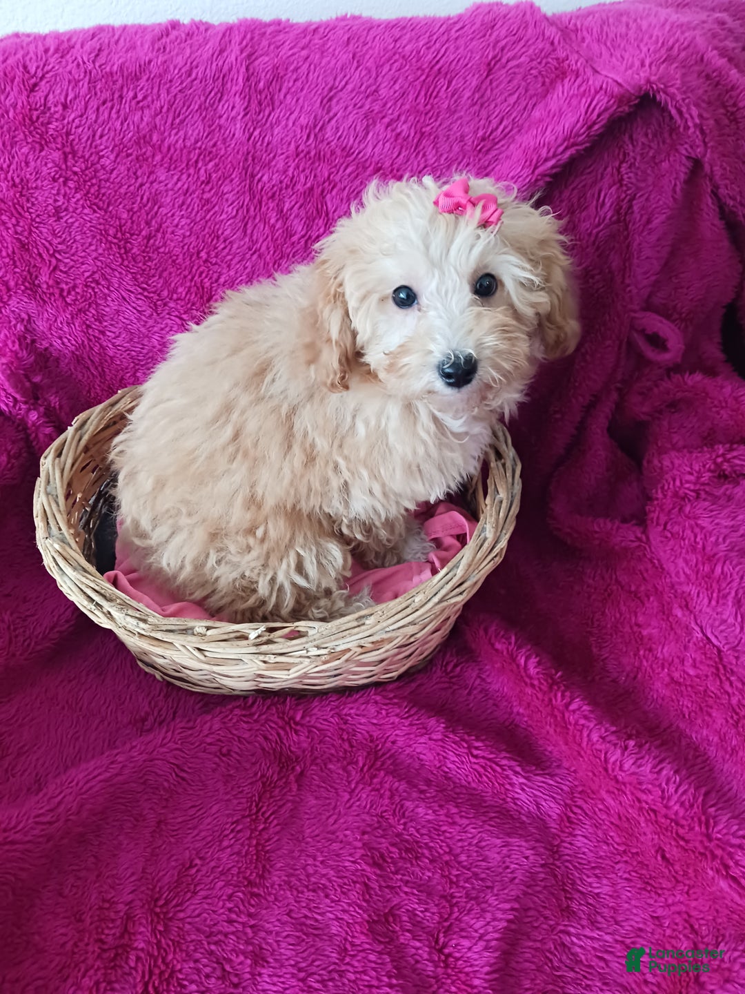 Toy Poodle dogs for sale: Dolly - Ad 5