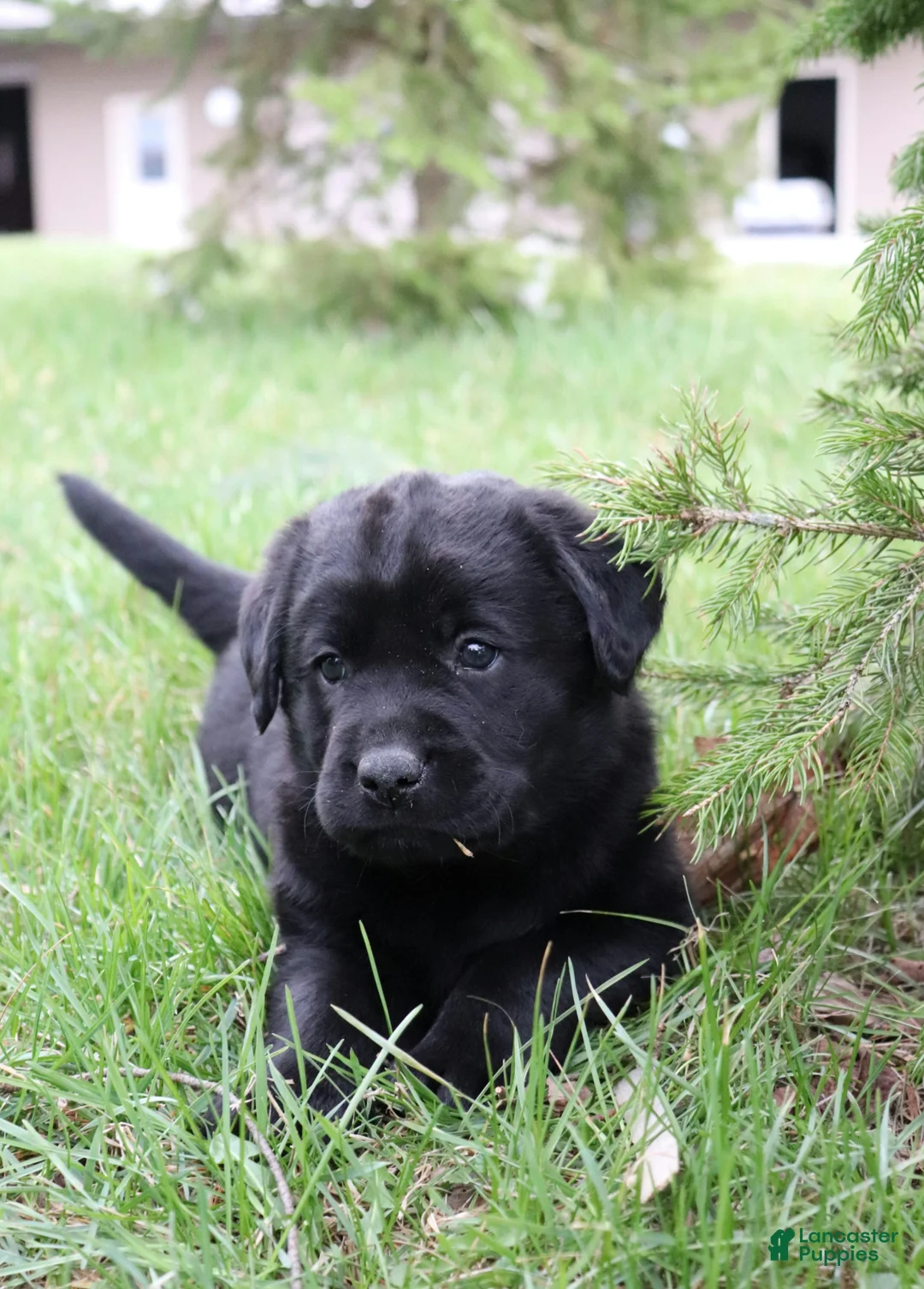 Labrador Retriever dogs for sale: Daisy - Ad 1