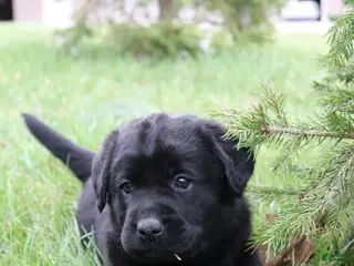 Labrador Retriever dogs for sale: Daisy - Ad 2