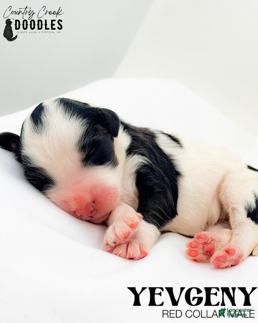 Bernedoodle dogs Yevgeny - Ad 40