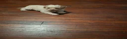 Yorkiepoo dogs for sale: Yorkiepoo 1 - Ad 2