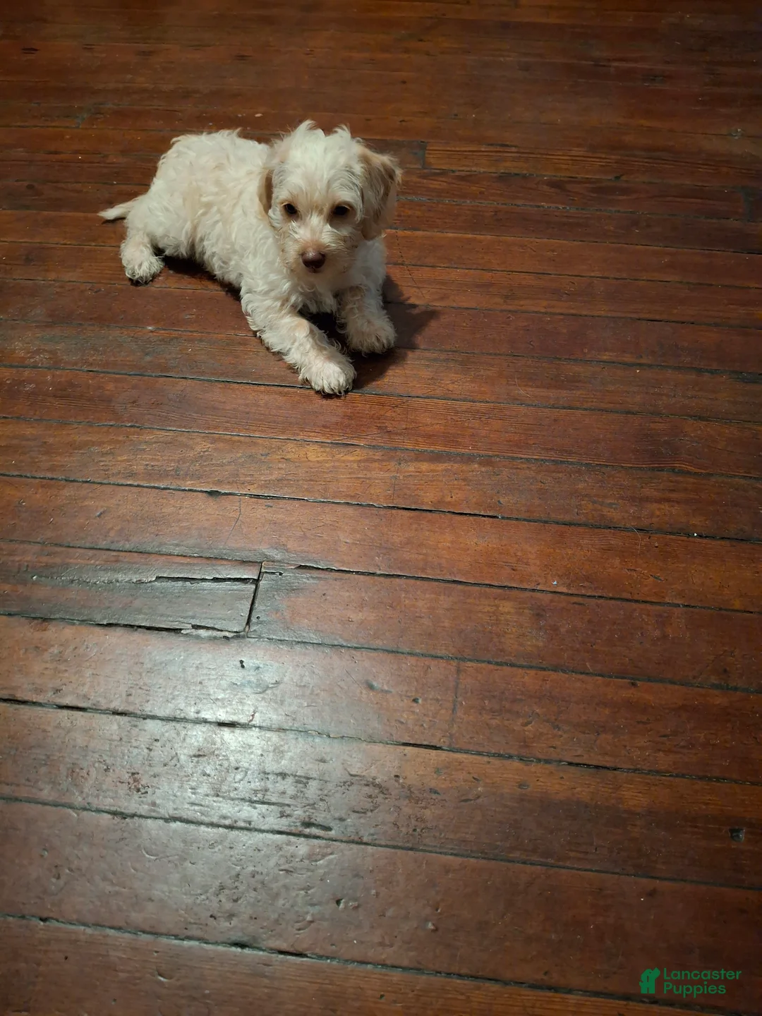 Yorkiepoo dogs for sale: Yorkiepoo 1 - Ad 2