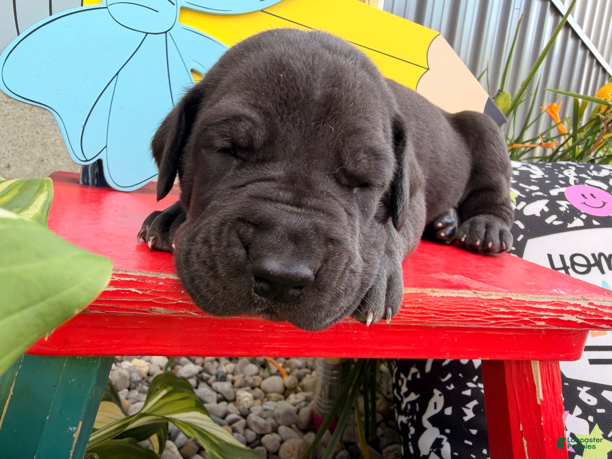 Great Dane dogs Lenny - Ad 1