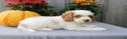 Cockapoo dogs for sale: Jeddi - Ad 4