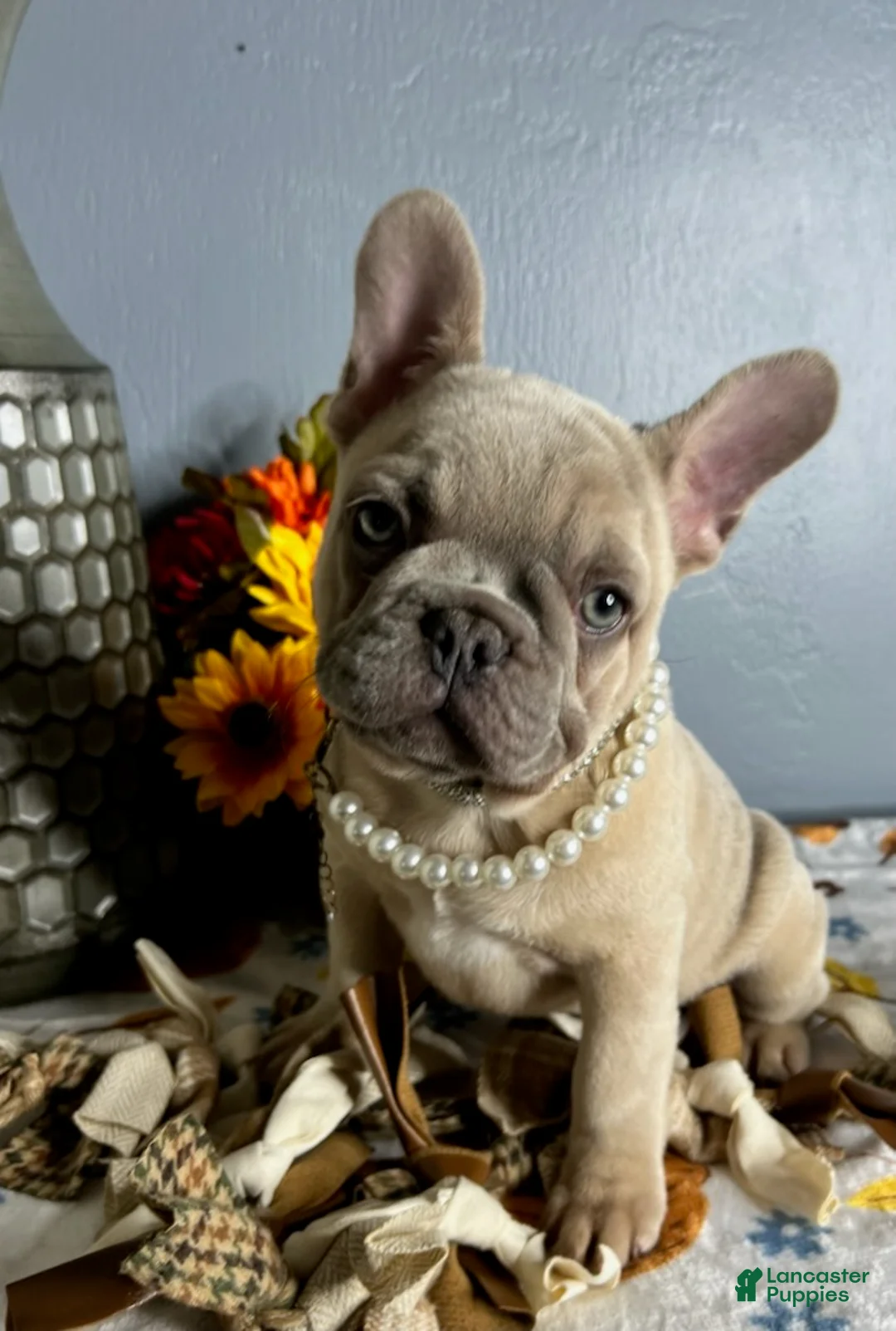 French Bulldog dogs for sale: Blue Fawn Merle Girl - Ad 4