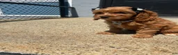Cavapoo dogs for sale: Cavapoo 1 - Ad 2