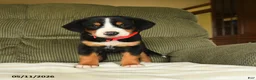 Greater Swiss Mountain Dog dogs for sale: Clementine - Ad 3