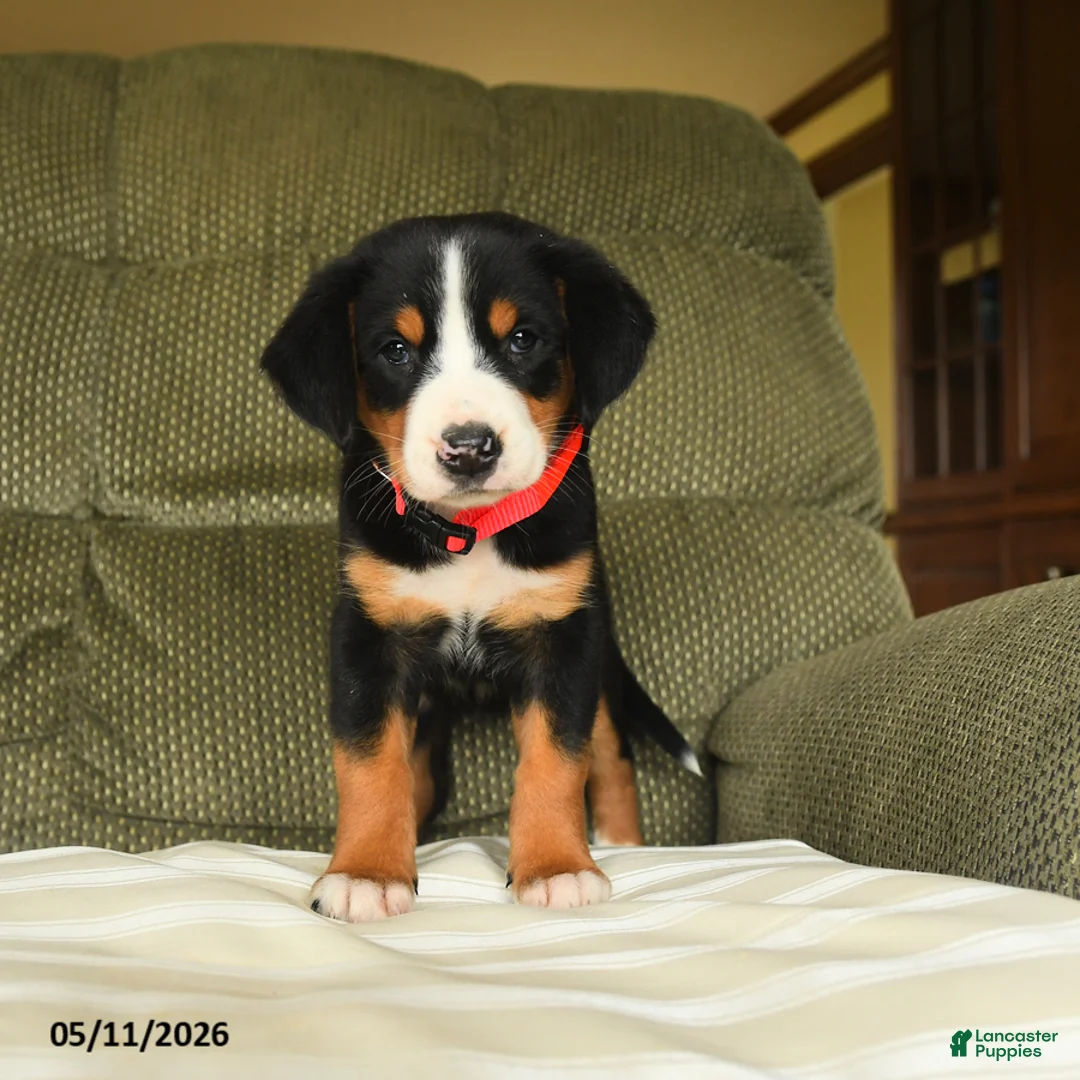 Greater Swiss Mountain Dog dogs for sale: Clementine - Ad 3