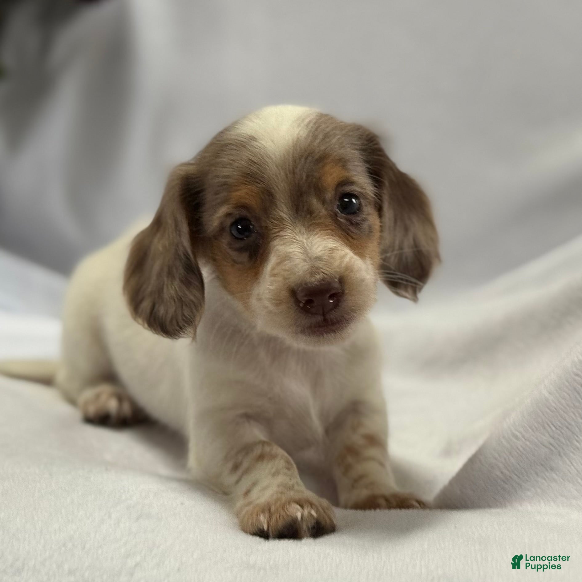 Miniature Dachshund dogs Miniature Dachshund Puppy 1 - Ad 1