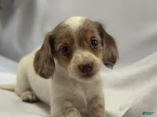 Miniature Dachshund dogs for sale: Miniature Dachshund Puppy 1 - Ad 4