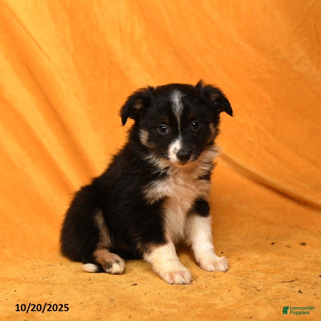 Miniature Australian Shepherd dogs for sale: Wripples - Ad 3