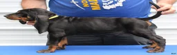 Black And Tan Coonhound dogs for sale: Liam - Ad 3