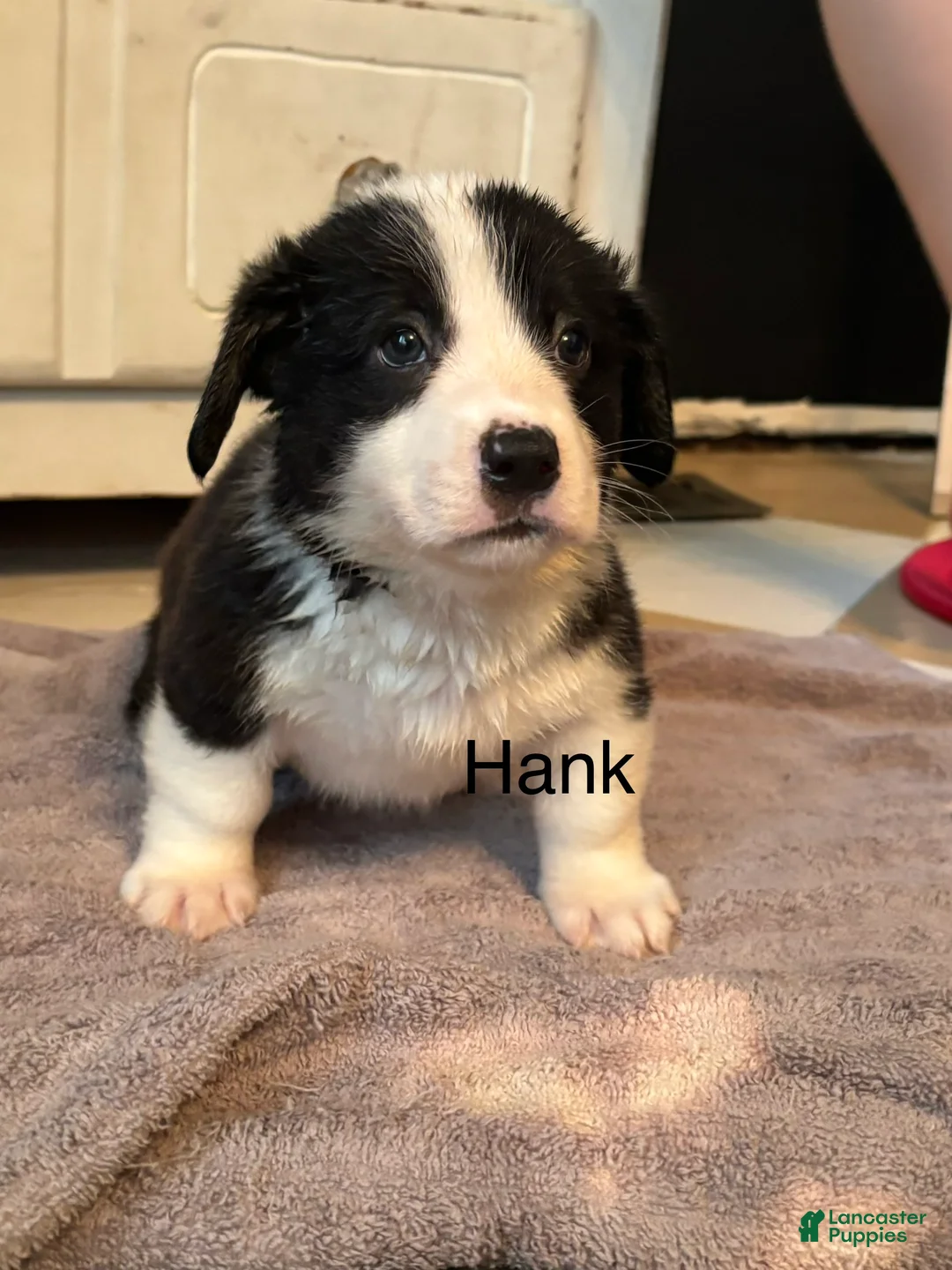 American Corgi dogs for sale: Hank  - Ad 1