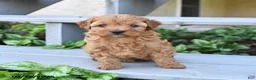 Cavapoo dogs for sale: Prince   - Ad 4