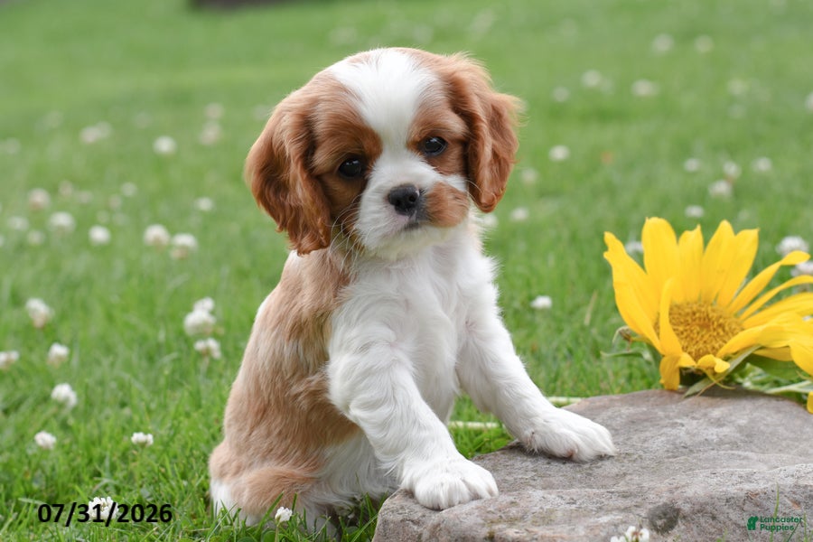 Cavalier King Charles Spaniel dogs Duke - Ad 1
