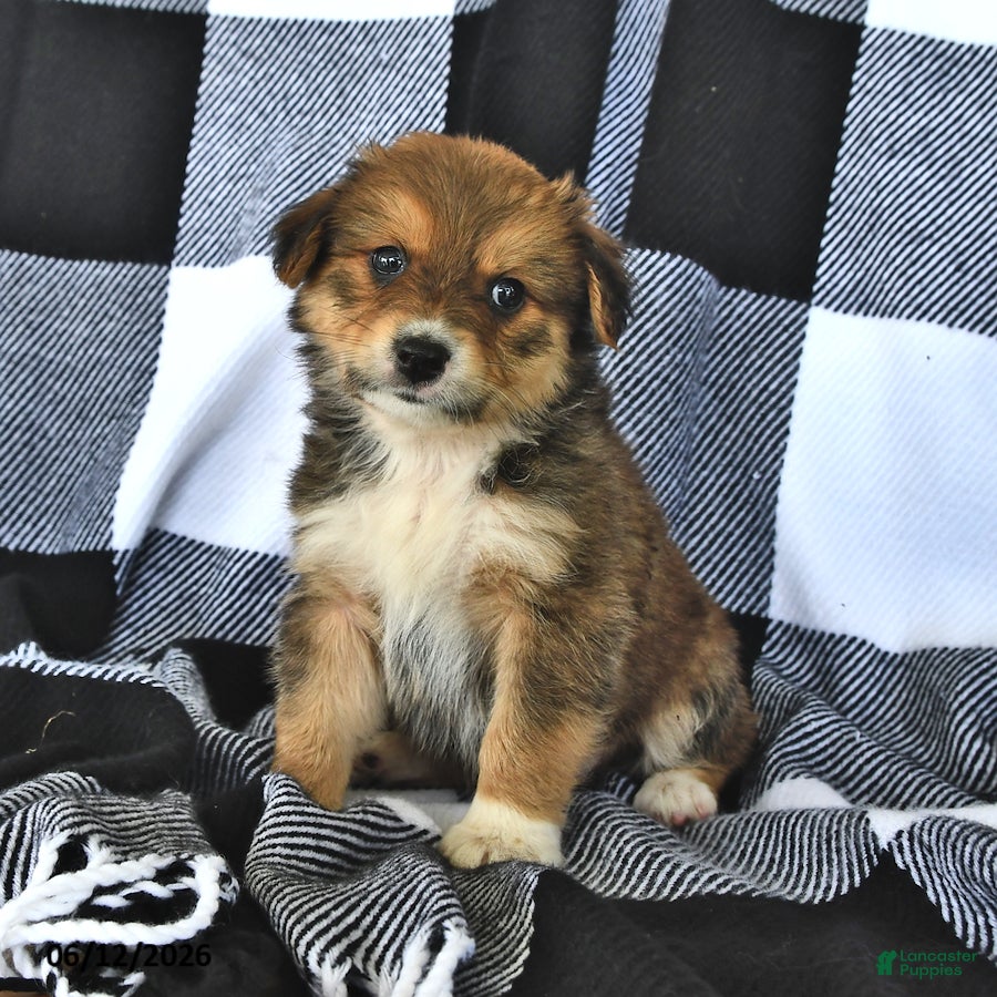 Mixed Breed dogs Ranger - Ad 1