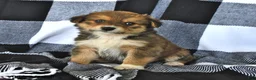 Mixed Breed dogs for sale: Ranger - Ad 1