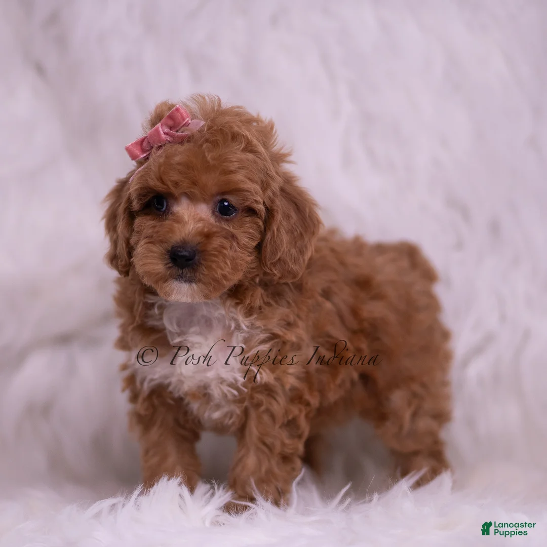Toy Poodle dogs for sale: Bettie - Ad 2