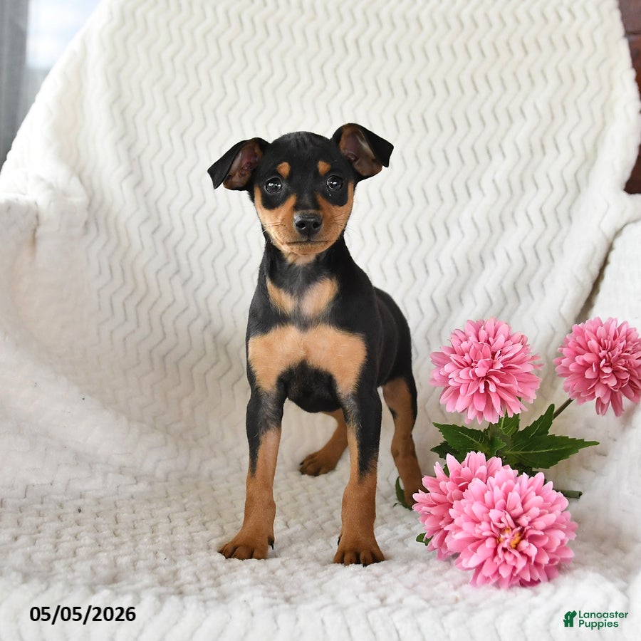 Miniature Pinscher dogs for sale: Tulip - Ad 1