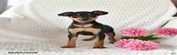 Miniature Pinscher dogs for sale: Tulip - Ad 1