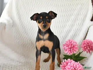 Miniature Pinscher dogs for sale: Tulip - Ad 1