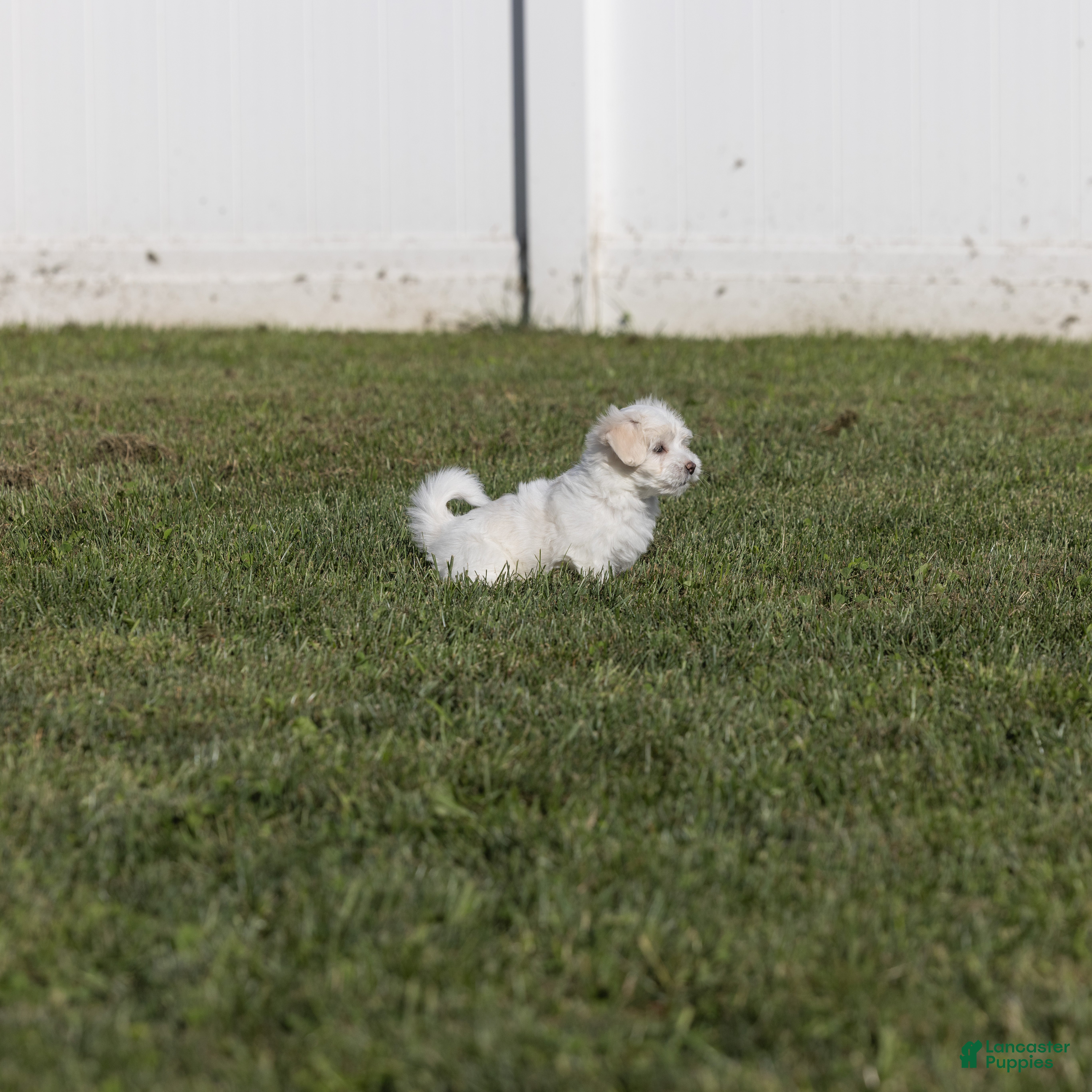 Coton De Tulear dogs Magnolia - Ad 2